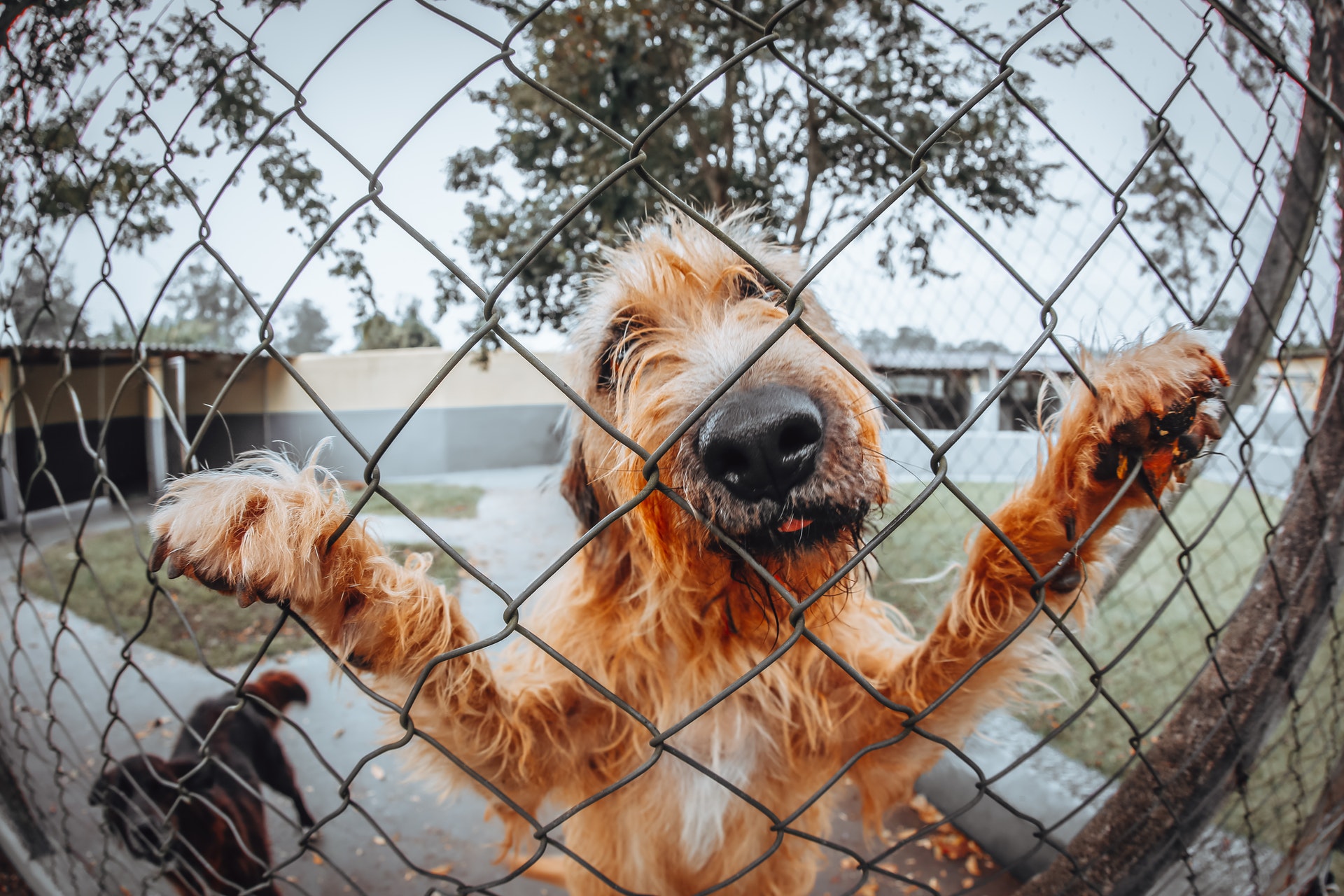 dog fence